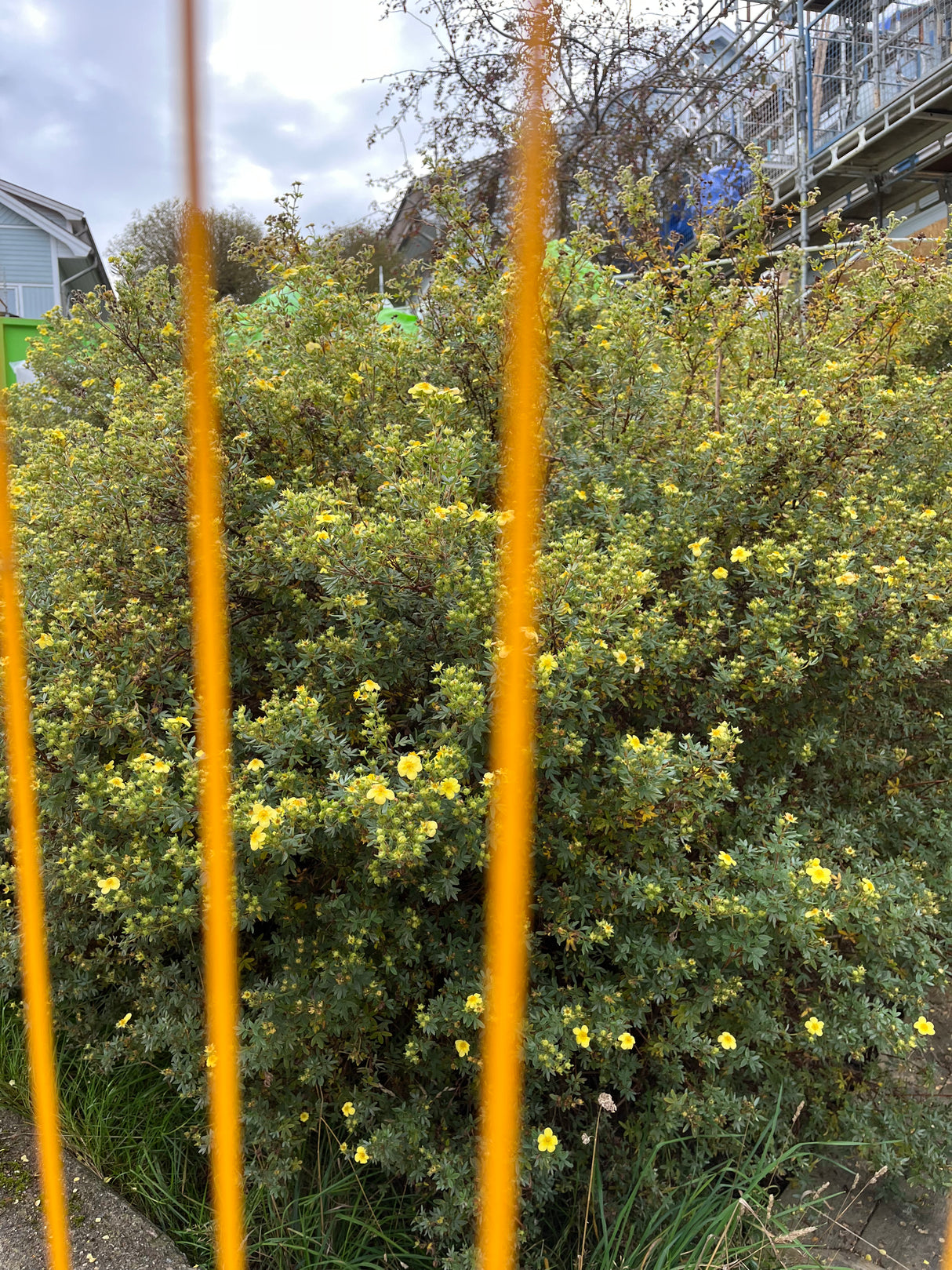 1072. Återbruk Buske Ölandstok