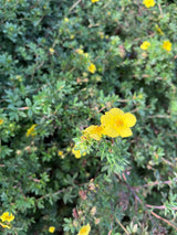 1072. Återbruk Buske Ölandstok